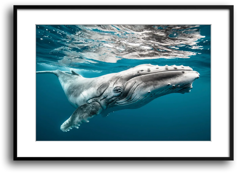 Baby Humpback Whale off the Coast of Tonga, Photo by Karim Iliya
