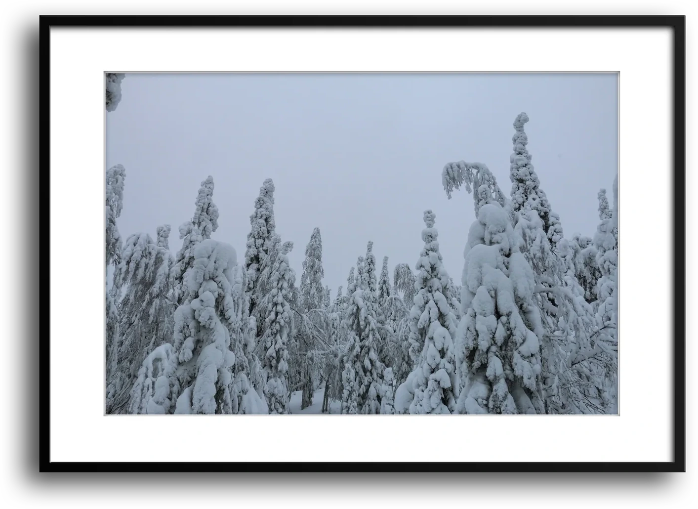 Finland Arctic Circle Snow Forest, Lapland framed print