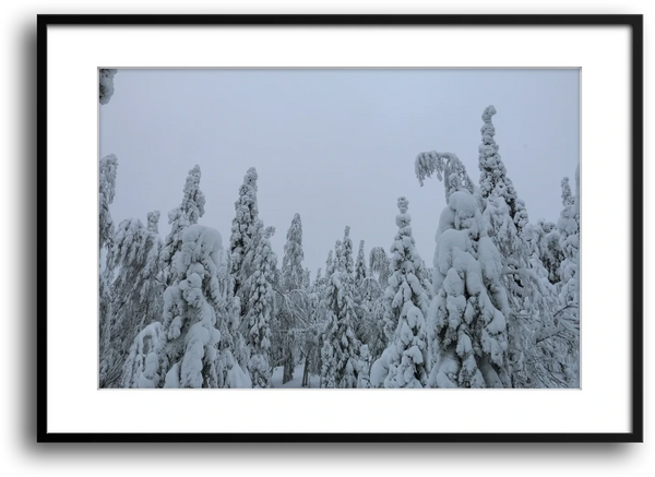 Finland Arctic Circle Snow Forest, Lapland framed print
