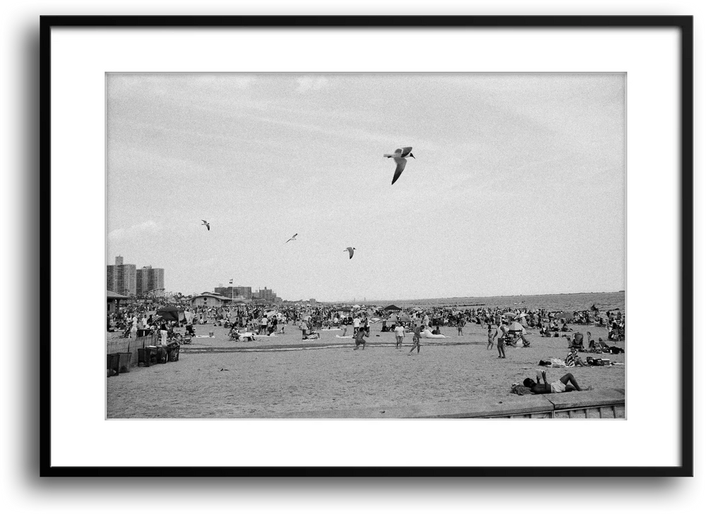 NYC Coney Island Beach Birds, Brooklyn framed print