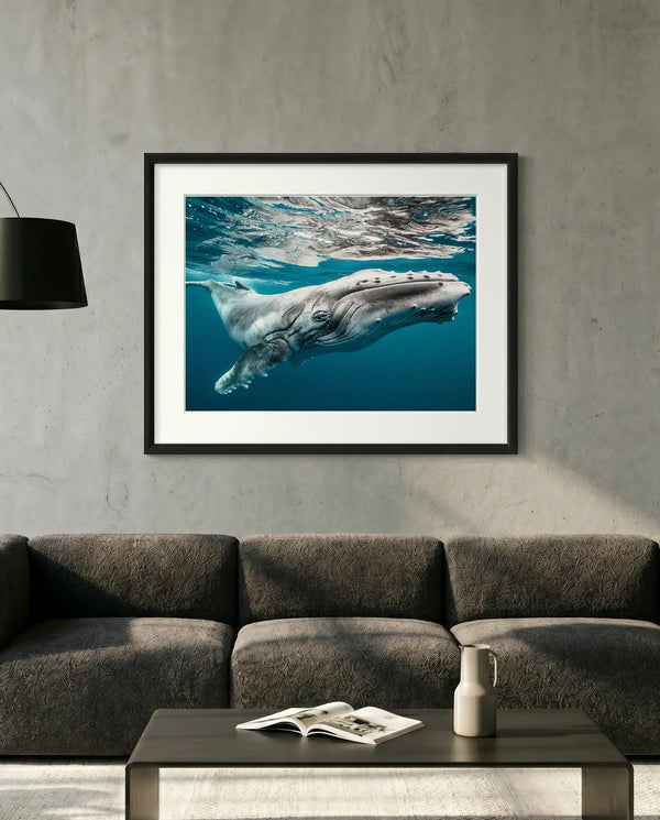 Baby Humpback Whale off the Coast of Tonga, Photo by Karim Iliya — minimalist close-up framed print mockup, Good Beans NYC.