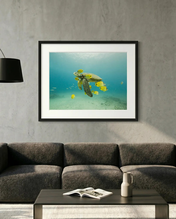 Turtle off the Coast of Eastern Mexico — Photo by Karim Iliya — minimalist close-up framed print mockup, Good Beans NYC.