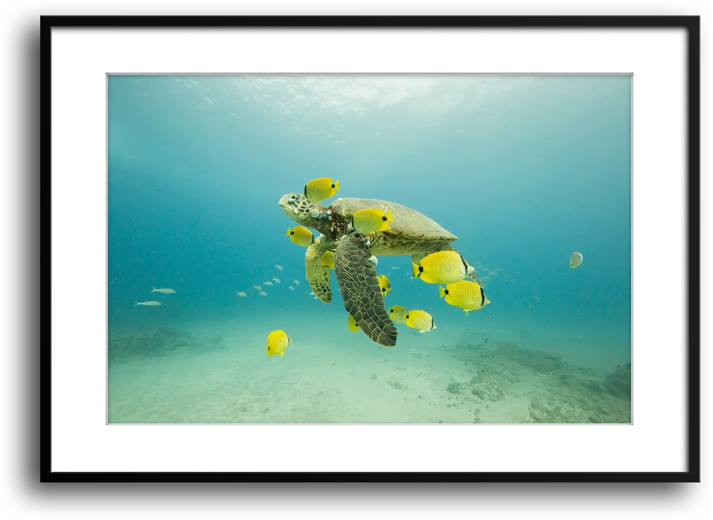 Turtle off the Coast of Eastern Mexico — Photo by Karim Iliya