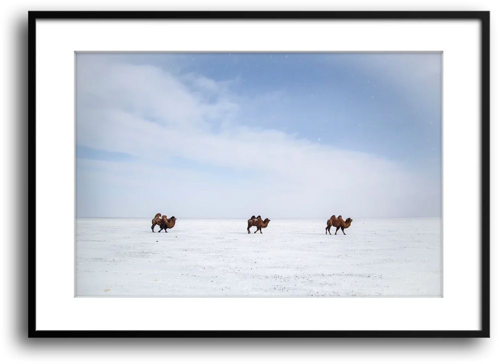 Bactrian Camels on the Mongolian Salt Flat framed print