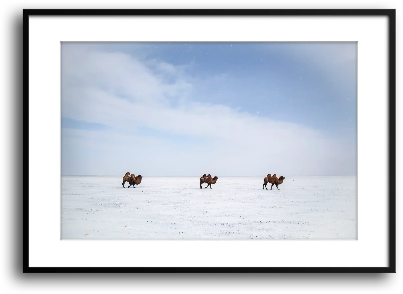 Bactrian Camels on the Mongolian Salt Flat framed print