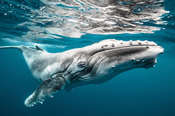 Underwater color photo of a baby humpback whale near the surface in clear blue water, Tonga, South Pacific, by Karim Iliya.