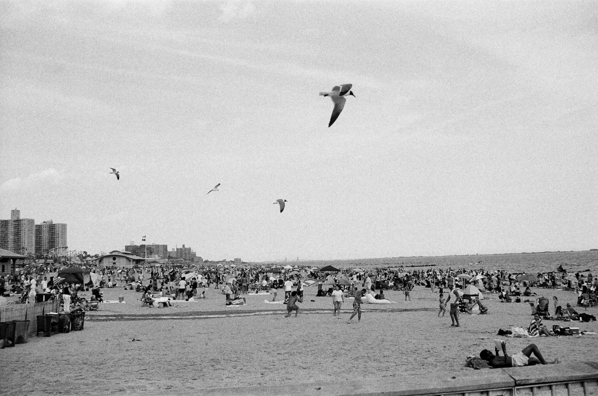 NYC Coney Island Beach Birds