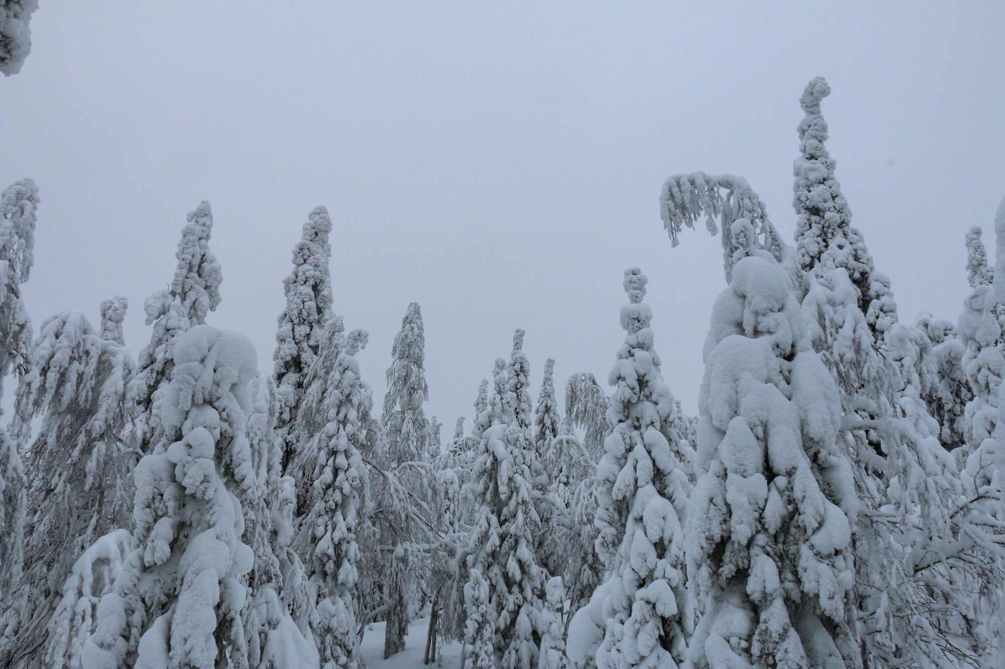 Finland Arctic Circle Snow Forest Magnet