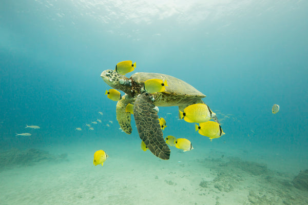 Underwater photo of a green sea turtle gliding through clear water surrounded by yellow butterflyfish, sandy seabed below, light from above.