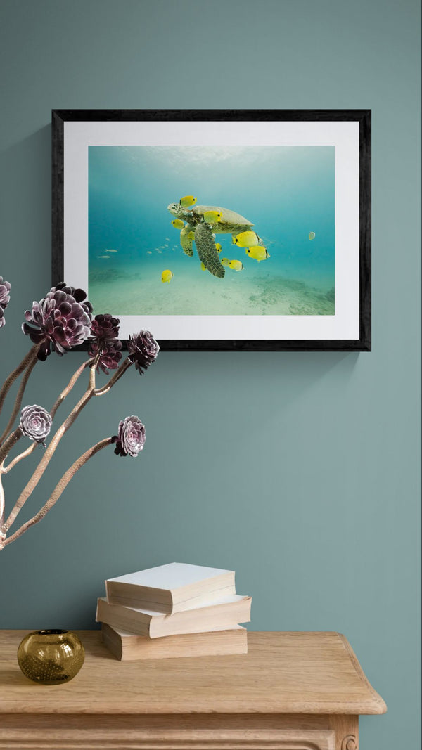 Turtle off the Coast of Eastern Mexico — Photo by Karim Iliya framed in black above a brown leather sectional, teal wall, gold pendant lamp — Good Beans NYC.