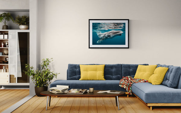 Baby Humpback Whale off the Coast of Tonga, Photo by Karim Iliya framed in black above a terracotta velvet sofa, gray plaster wall — Good Beans NYC.