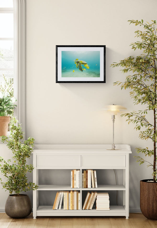 Turtle off the Coast of Eastern Mexico — Photo by Karim Iliya framed in black on a gallery wall with a side-profile viewer in a dark coat — Good Beans NYC.